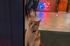 ������������ �� Stand Up Tula | ������� ����