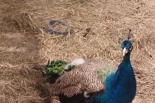 ���������� ������� � �� "���"